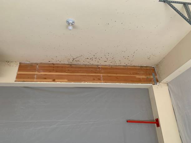 Best Mold Remediation for Healthcare Facilities  in USA